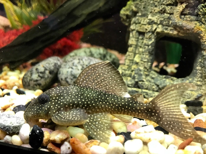 angelicus pleco L136 staying on the bottom of a tank with a gravel substrate