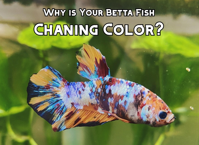 Why is your Betta fish changing color?