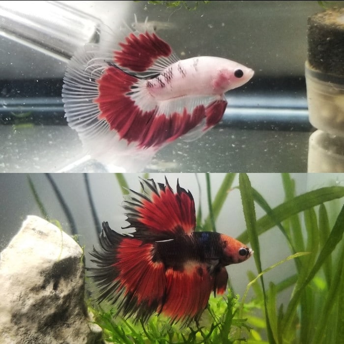 Before and after of a pink marble betta changing its color to black