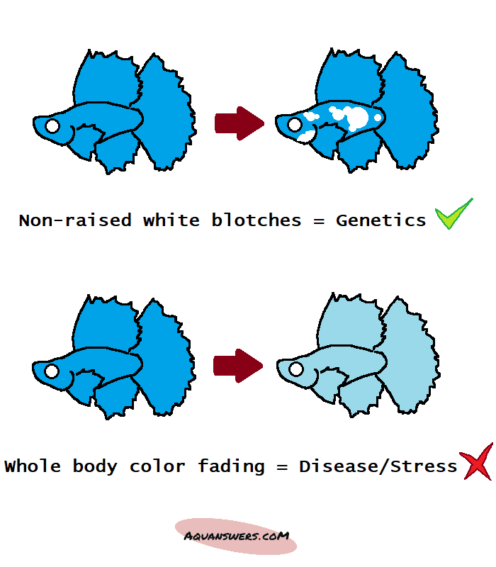 Difference between a betta turning white due to genetics on top, and stress on bottom