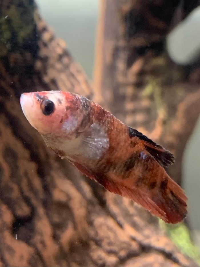 betta fish with white spot disease