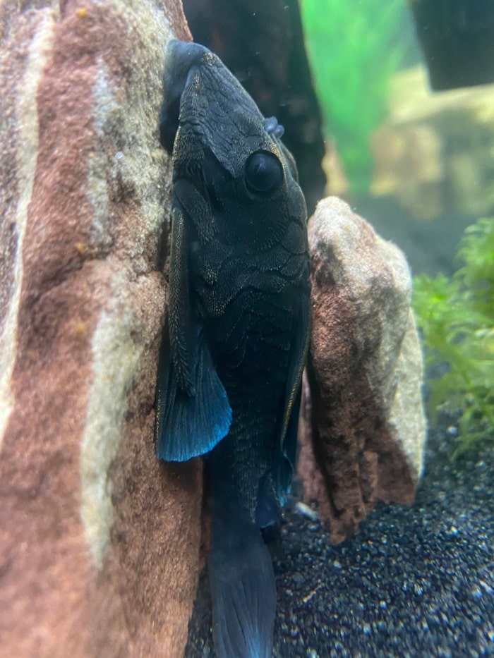 a blue panaque l239 positioned vertically on one of the rocks in its fish tank