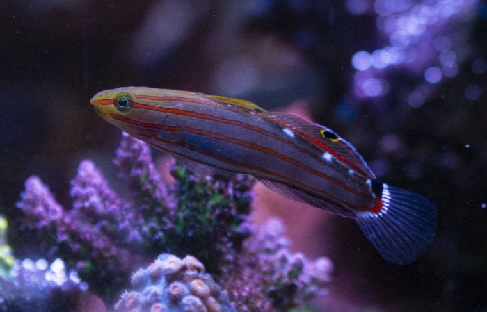 Close-up of a Court Jester Goby swimming near corals in a reef tank