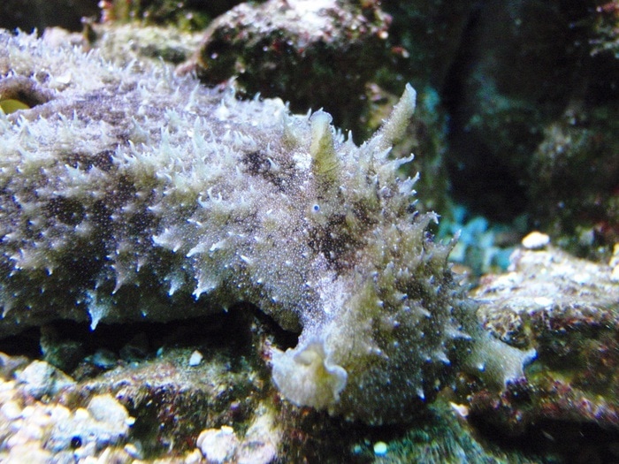 Dolabella sea hare