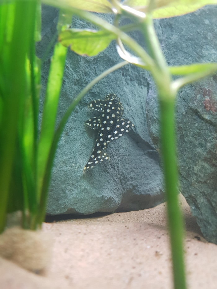 a dwarf snowball pleco attached itself to a rock in the aquarium