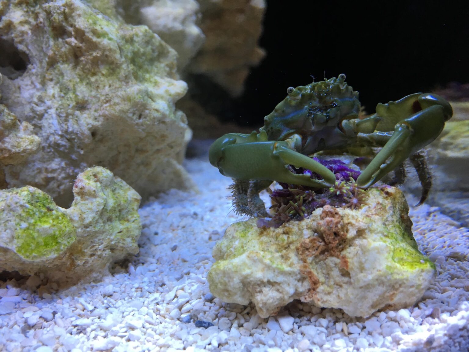 The 13 Best Saltwater Algae Eaters for a CLEAN Aquarium | Aquanswers