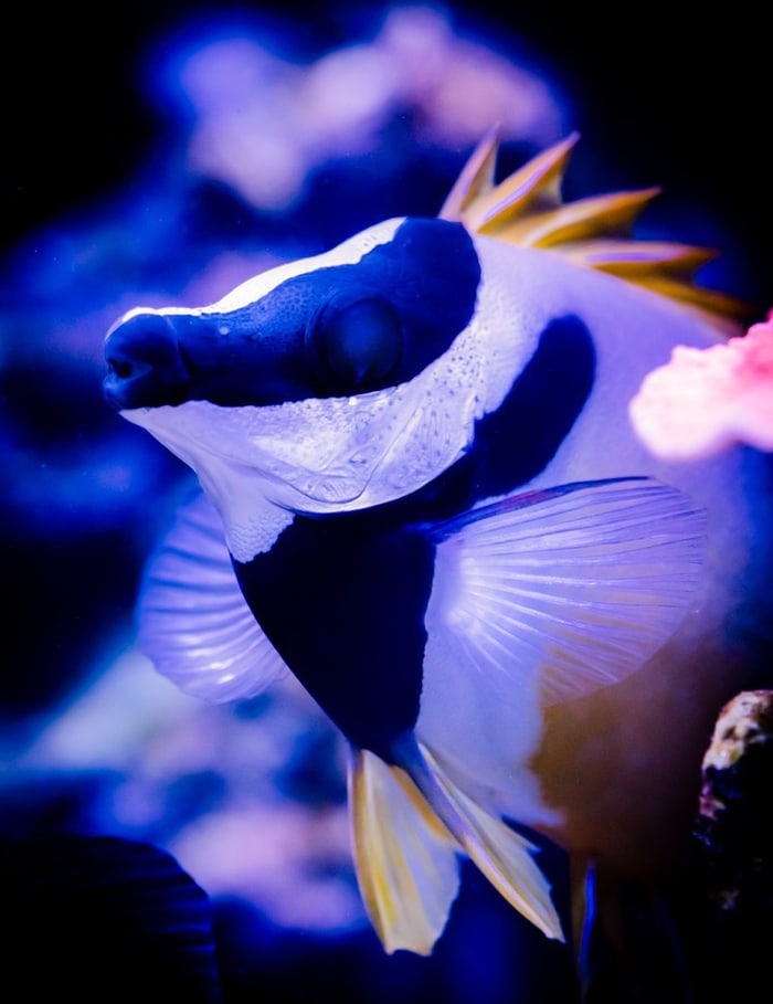 one spot foxface rabbitfish