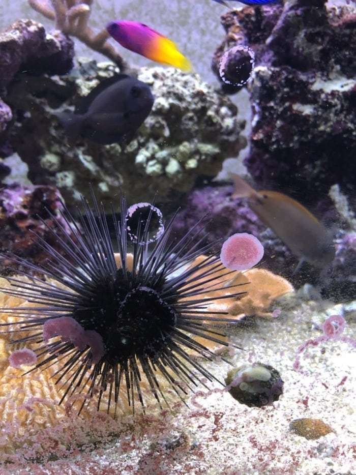 A Longspine Urchin cleans up a round spot of coralline algae on the front aquarium glass