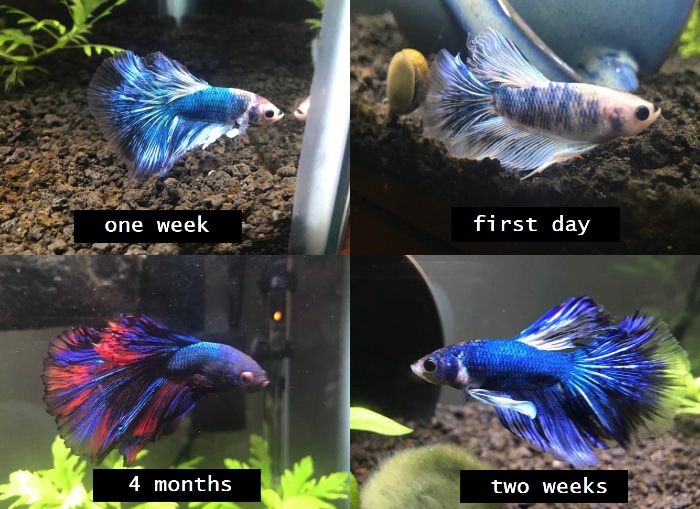 marble betta color transformation