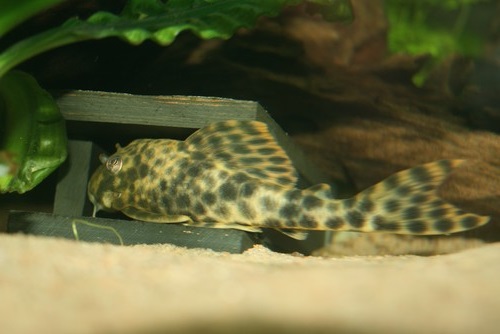 a Brown dot pleco resting in an artifical crevice made from wooden pieces on the substrate of its aquarium