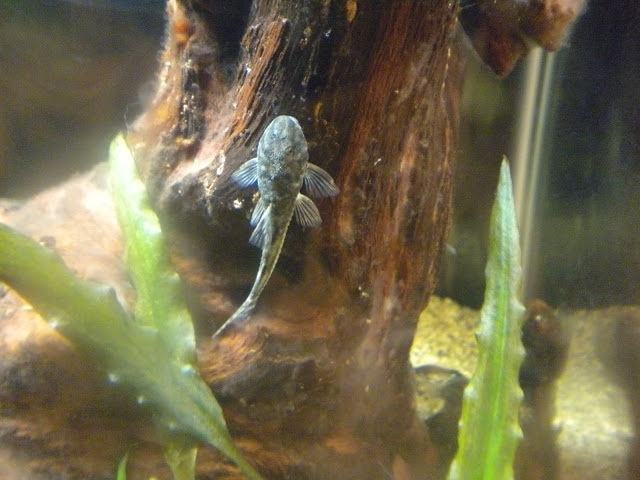 a pitbull pleco cleaninig its favorite driftwood in the tank