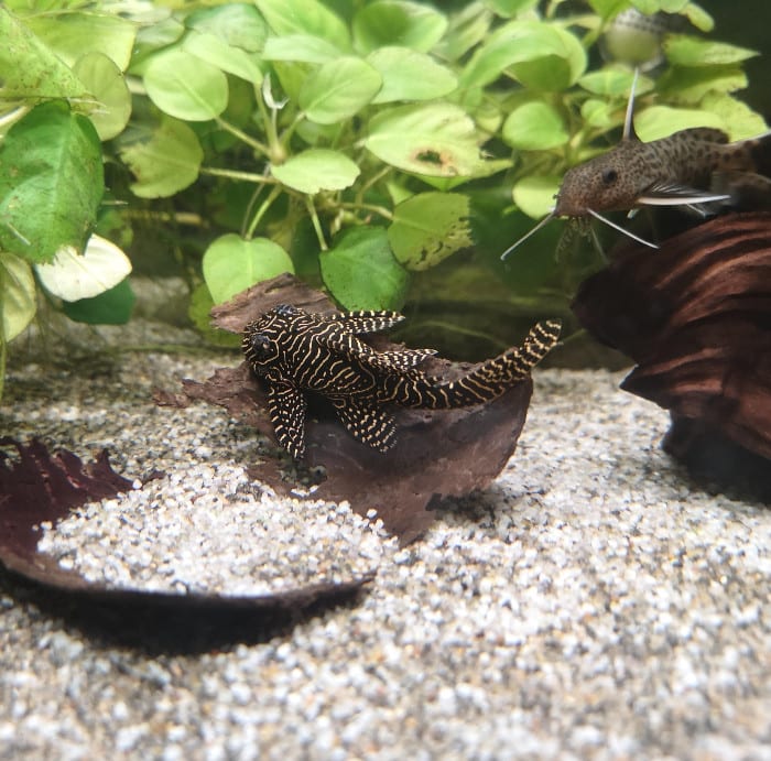 a queen arabesque pleco L260 on a piece of bark from driftwood near some aquatic plants
