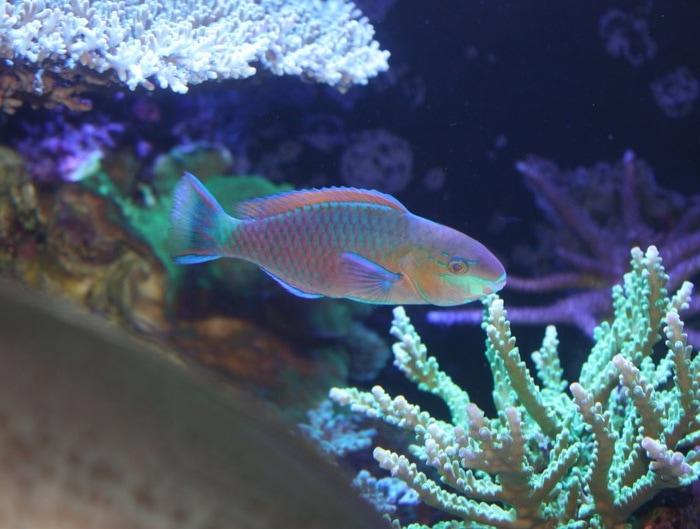 Quoyi parrotfish