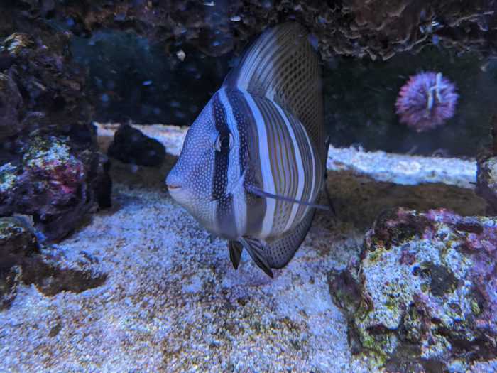 Sailfin tang