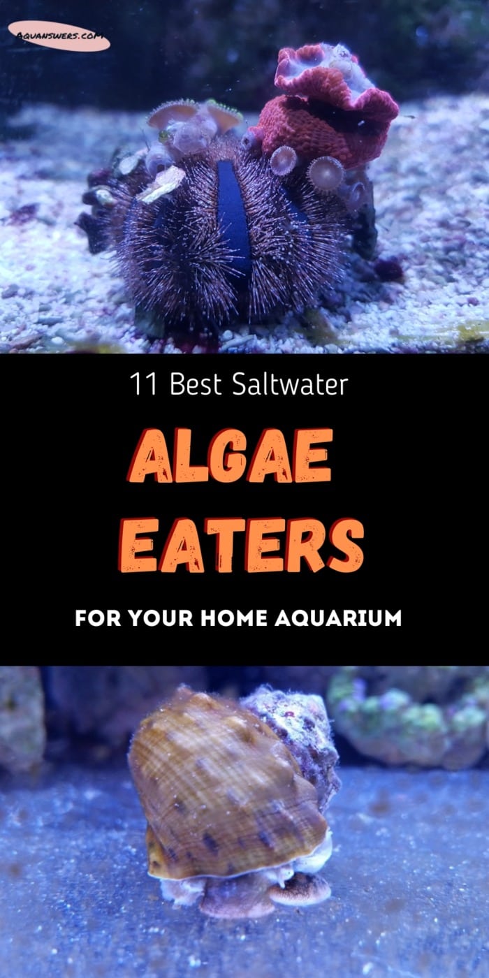 What are the best saltwater algae eaters for a home aquarium?