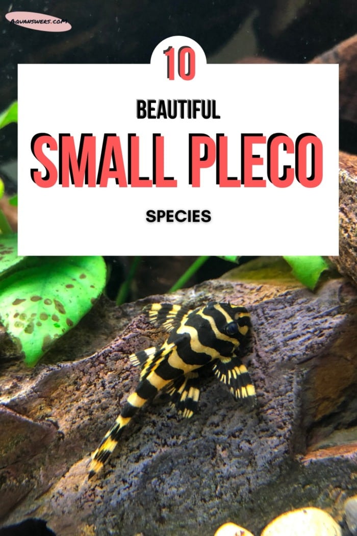 What are pleco species that remain small?