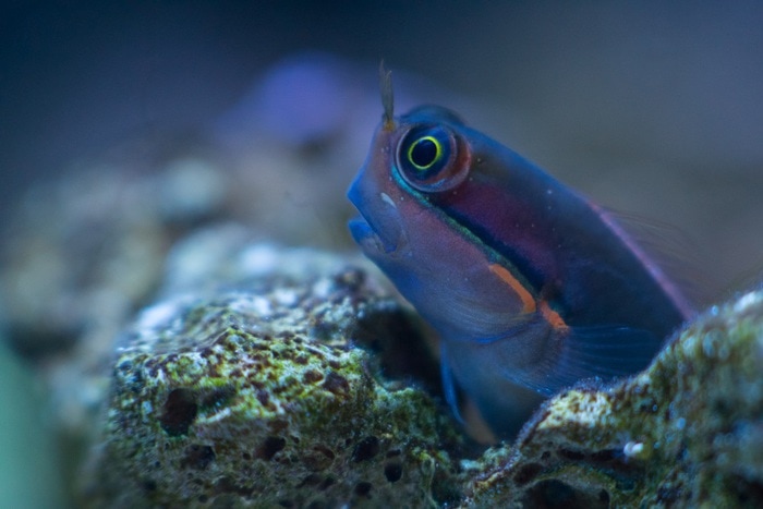 Tailspot blenny