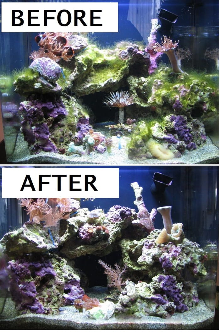 Turbo snail eating algae before and after comparison