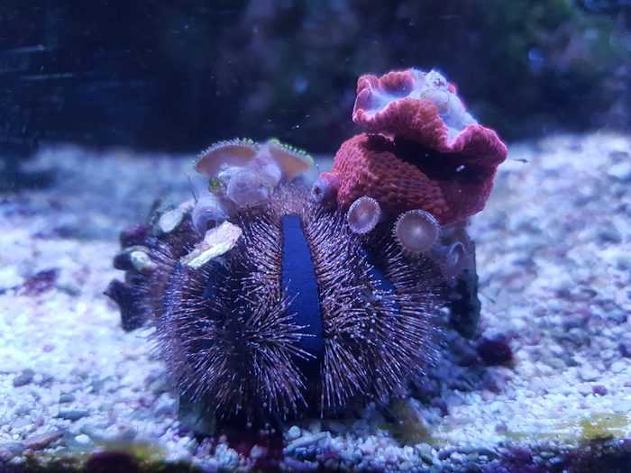 tuxedo urchin camouflage objects