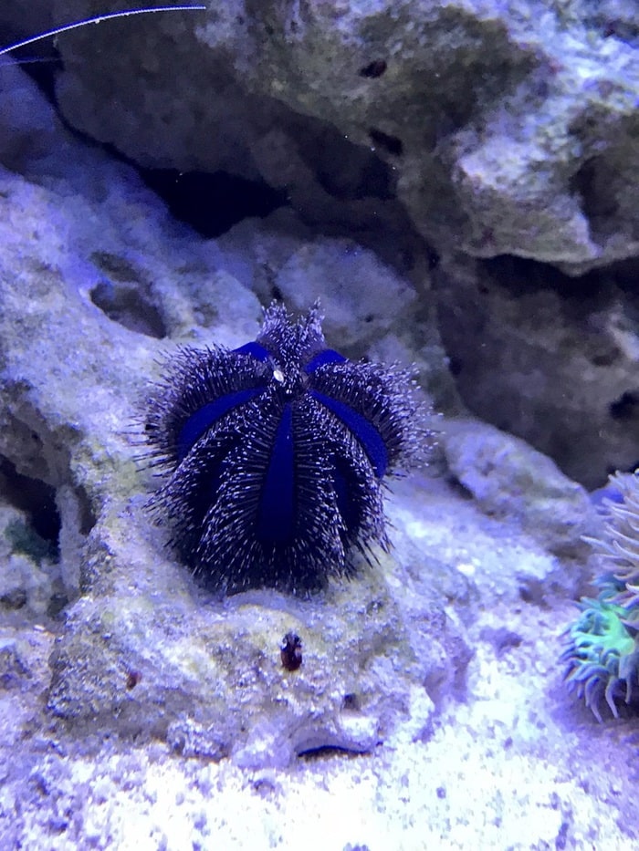 blue tuxedo urchin
