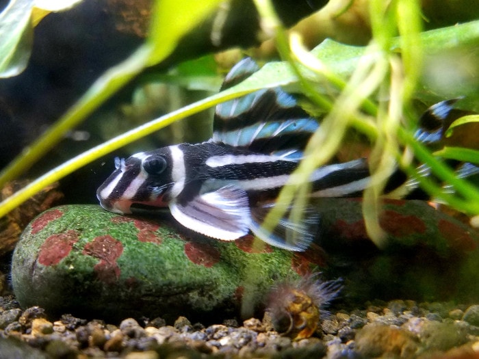 a zebra pleco sitting on colorful stone on the bottom of its tank