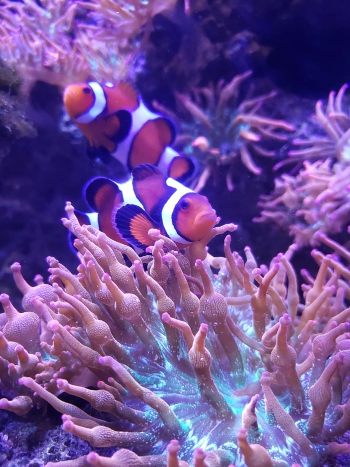 ocellaris clownfish