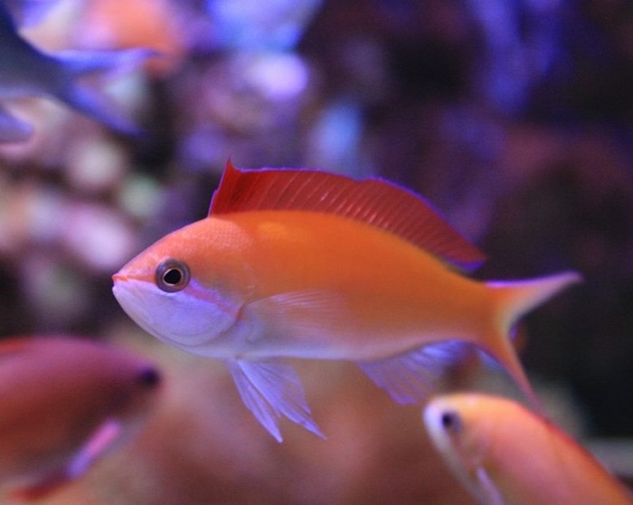 dispar anthias fish