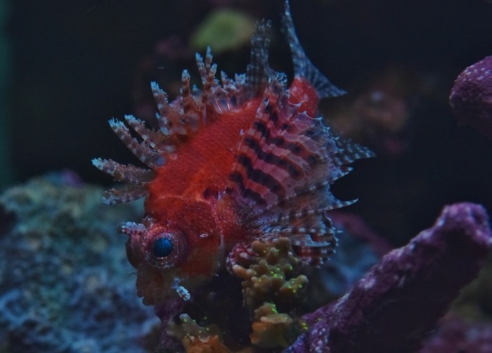 dwarf lionfish