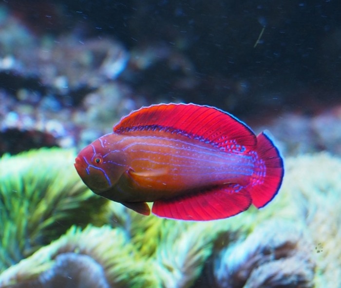 eightline flasher wrasse