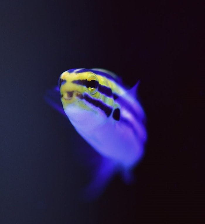 fang blenny