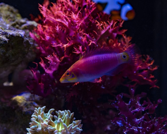 mystery wrasse