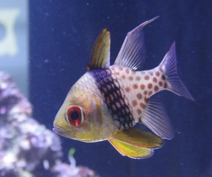 pajama cardinalfish