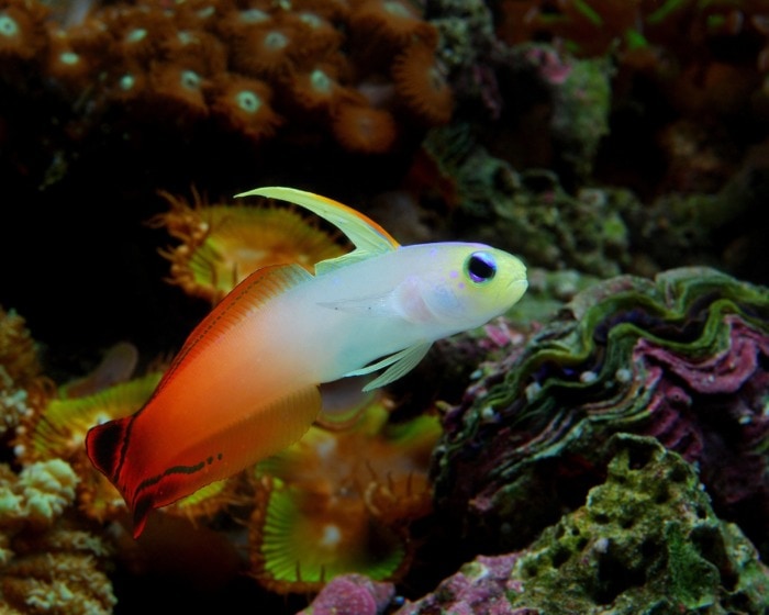 red firefish goby