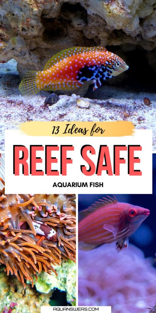 15 Reef Safe Saltwater Fish (That Won't Harm Corals) AquAnswers