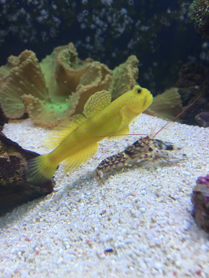 A Yellow Watchman Goby alongside a Pistol shrimp