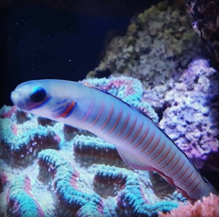 Close-up of a Zebra Barred Dartfish swimming over a coral in a reef tank