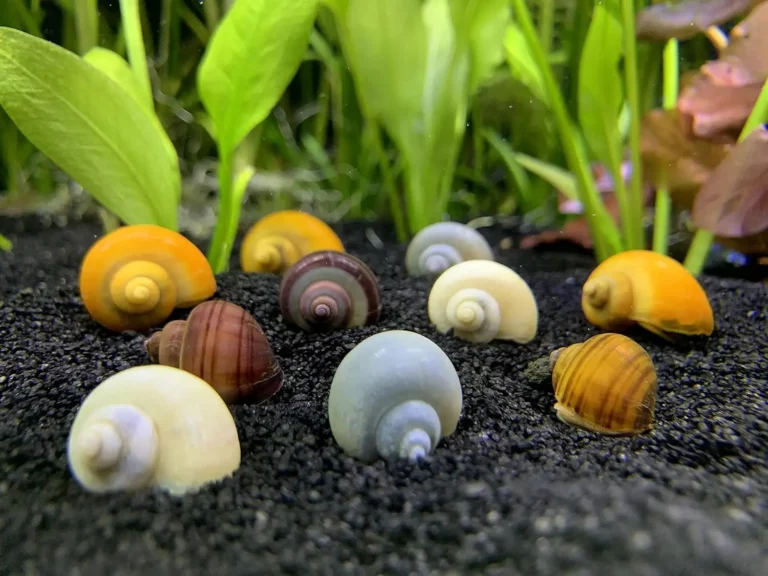 Mix Colored Mystery Snails