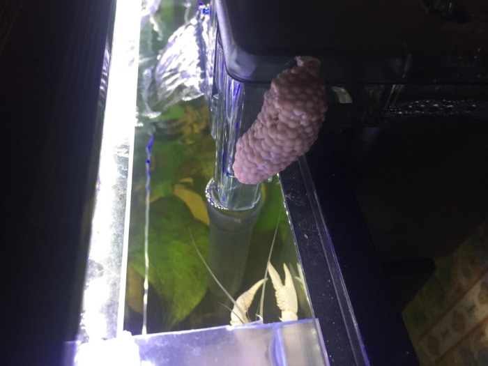 mystery snail eggs laid on aquarium filter