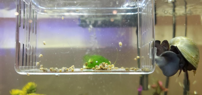 Hatching mystery snails in a breeding box