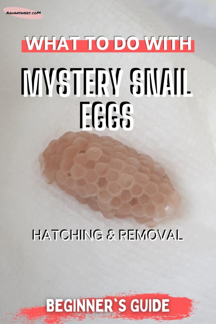 Are you hatching or removing your mystery snail eggs?