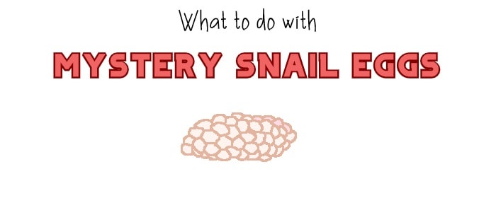 What should you do with mystery snail eggs?