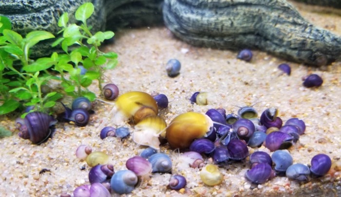 young mystery snails