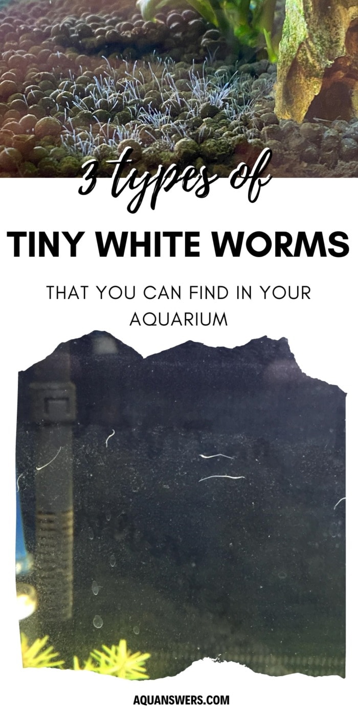 3 types of tiny white worms that you can find in your aquarium