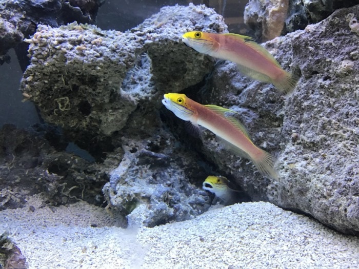 a pair of bella gobies