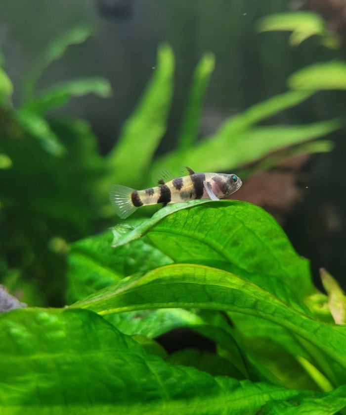 Bumblebee Goby resting at the top of a plant