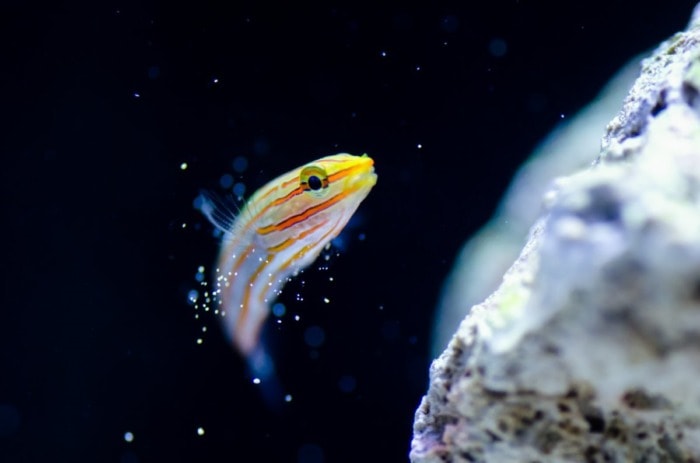 court jester goby