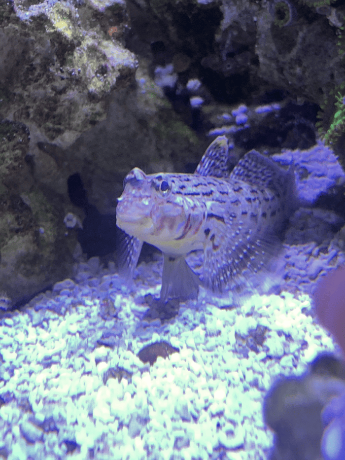 a decorated goby guarding its spot on the sandbed