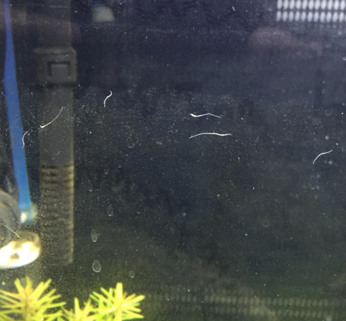 white worms in fish tank