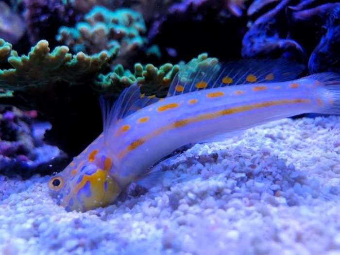 diamond watchman goby