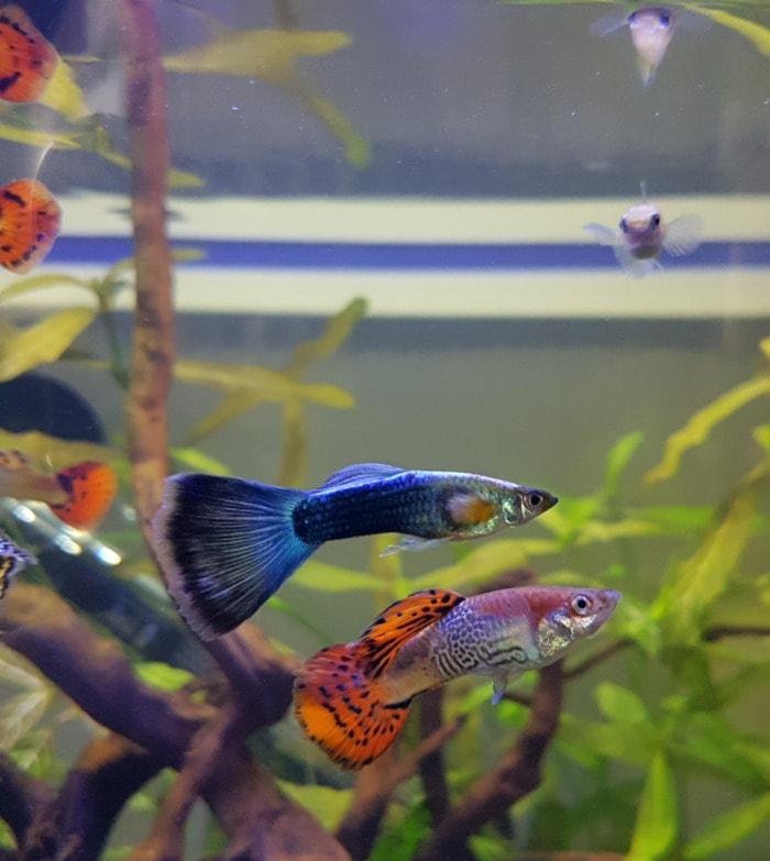Two guppy fish swimming in a brackish tank